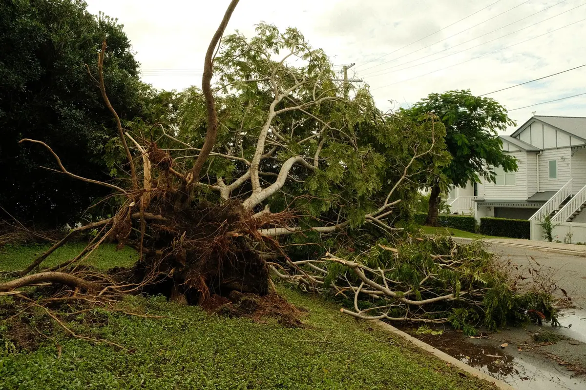 Arbre déraciné couché dans un jardin, à proximité immédiate des habitations