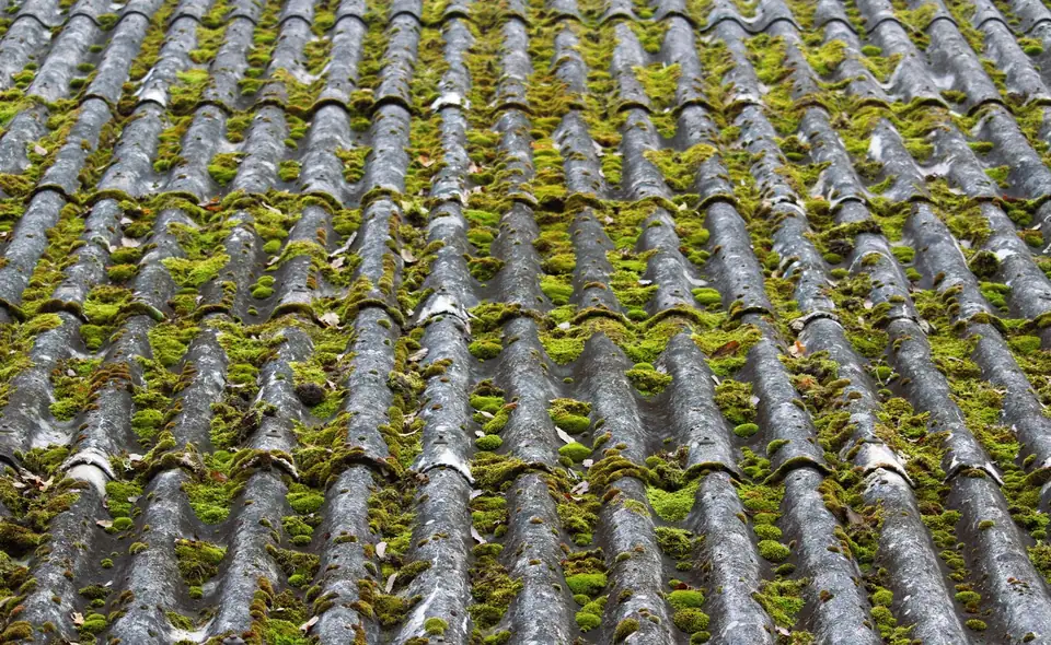 Couverture d'ardoises dont les rangs sont envahis de mousse verte