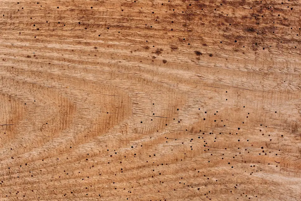 Surface de bois criblée de petits trous de sortie laissés par des insectes xylophages