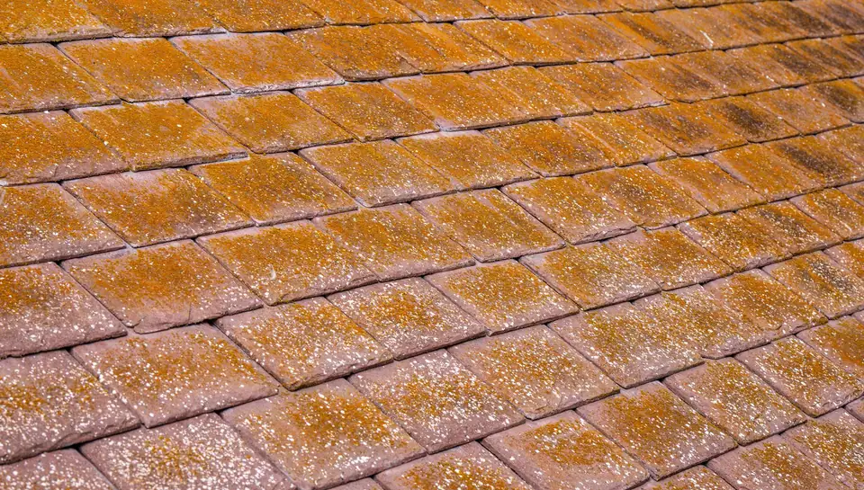 Versant de tuiles plates entièrement recouvert d'un voile d'algues orangées