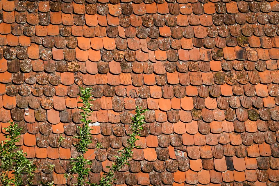 Tuiles anciennes en terre cuite envahies par la mousse et de petites plantes entre les rangs
