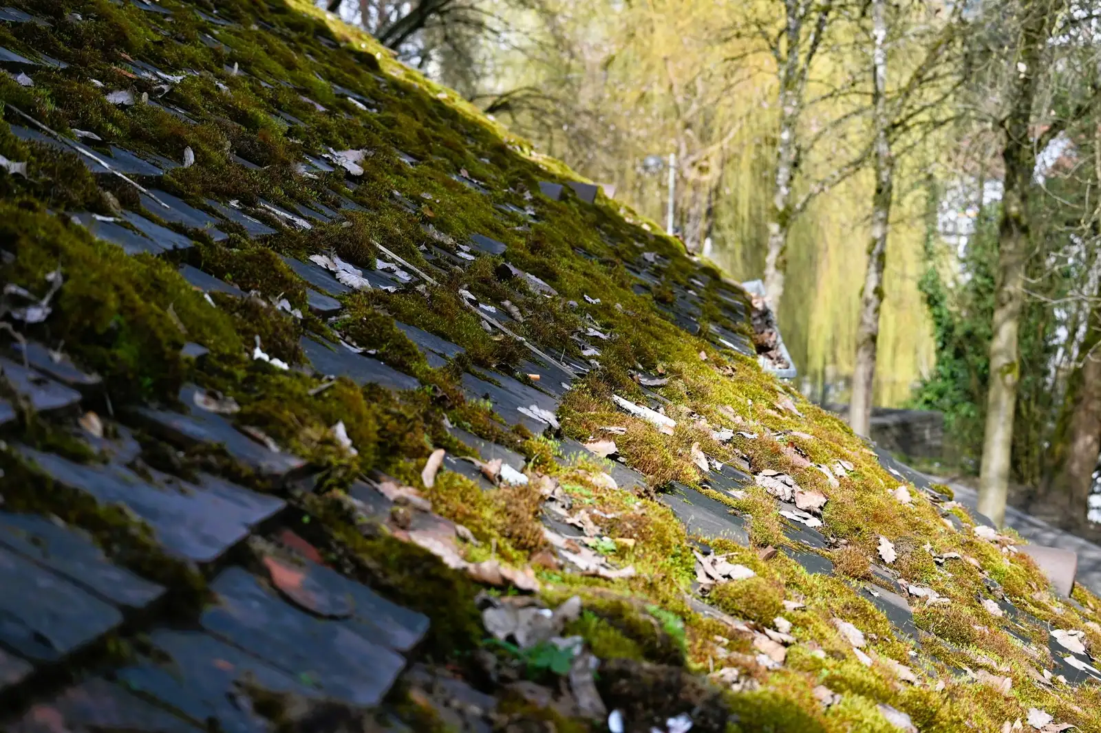 Mousse installée en plaques épaisses sur un versant en ardoises peu ensoleillé