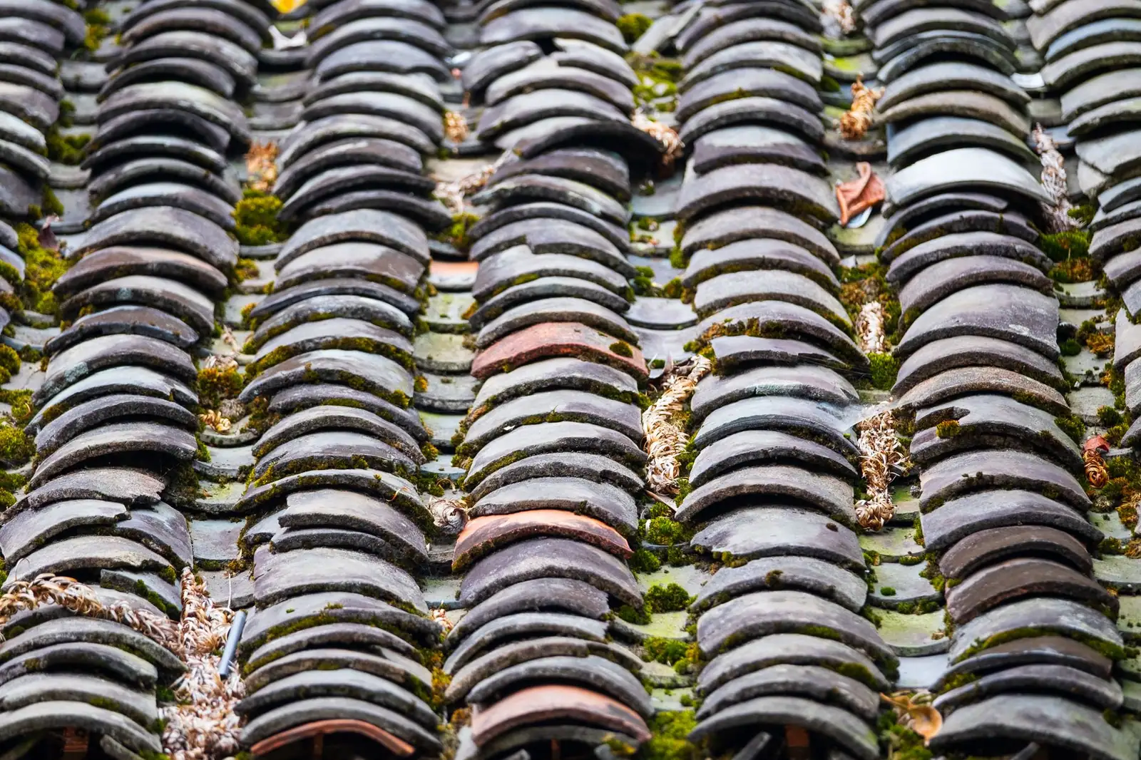 Tuiles canal anciennes envahies de mousse et de végétation installée dans les creux entre les rangs