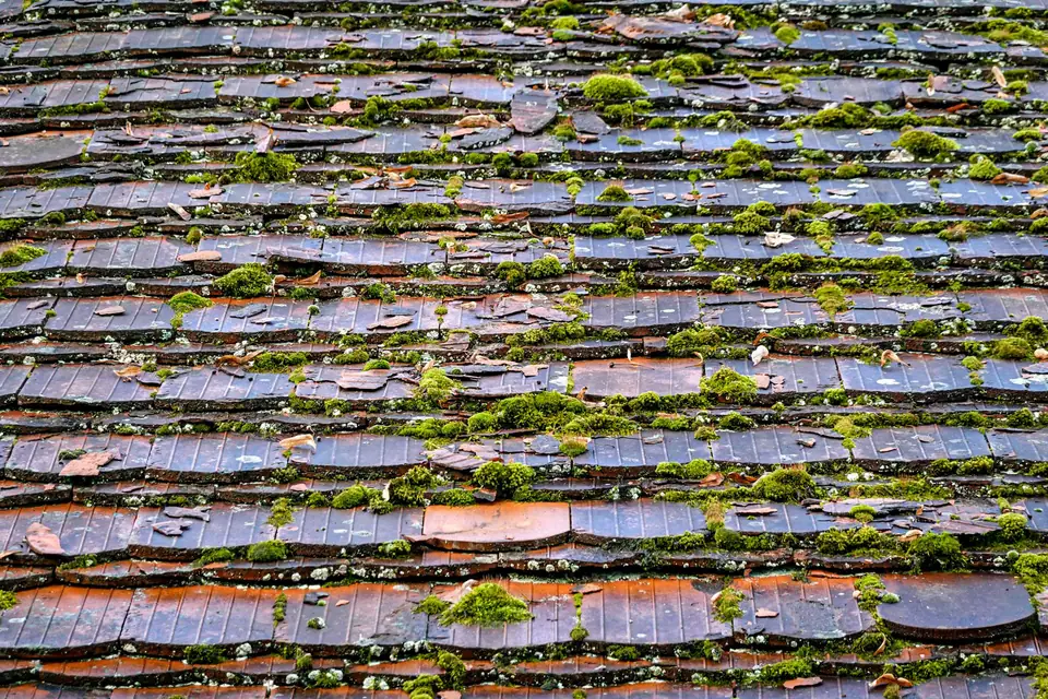 Couverture en tuiles entièrement colonisée par la mousse, qui retient l'eau entre les rangs