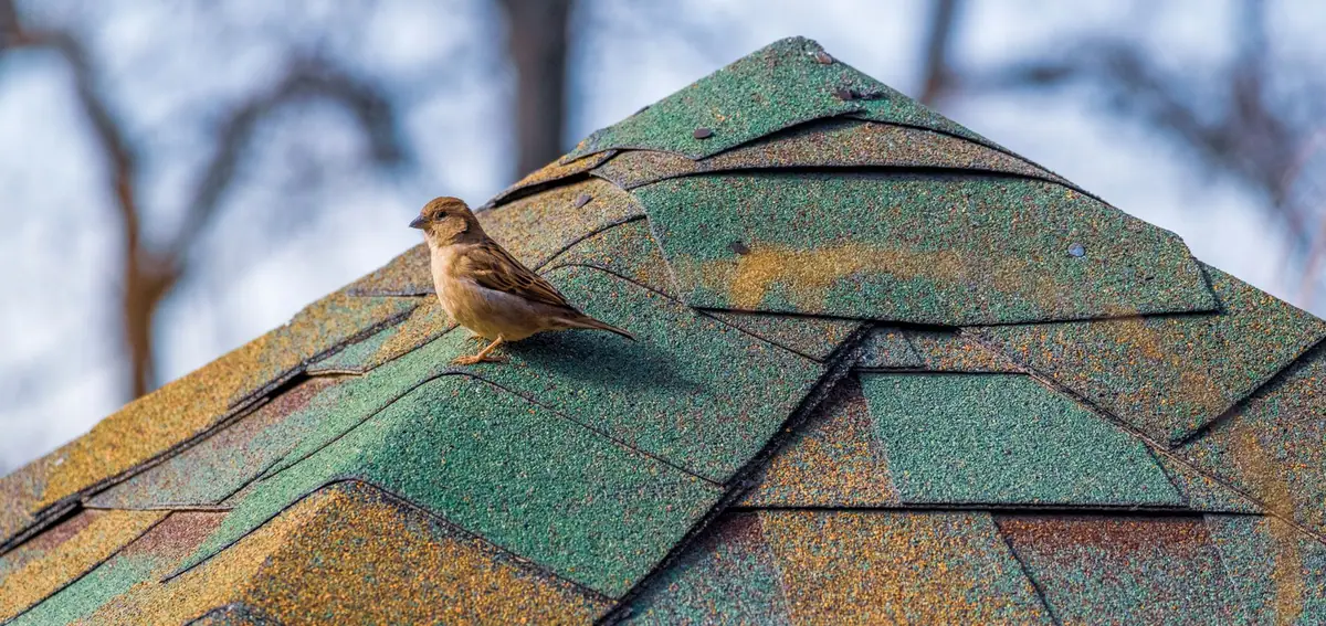 Petit toit couvert de bardeaux en écailles, arêtes et rangées bien visibles