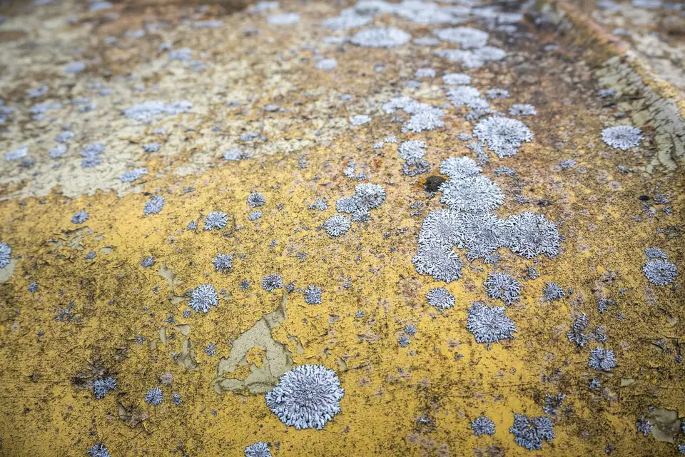 Surface minérale couverte de lichens jaunes et gris